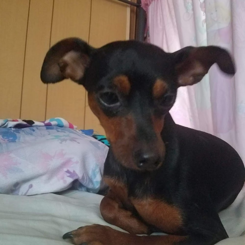 Meet your Posher, Cute